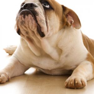Uroczy Buldog Odpoczywający