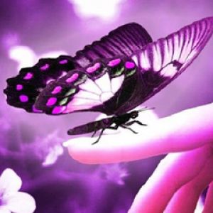 Fioletowy Motyl na Ręce