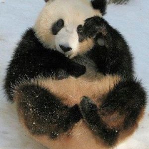 Urocza Panda Siedząca