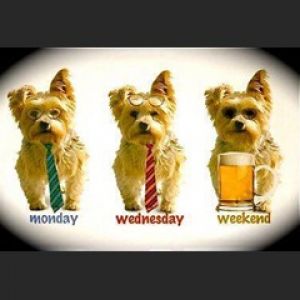 Zabawne Psy: Poniedziałek, Środa, Weekend