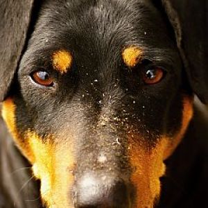 Zbliżenie Dobermana