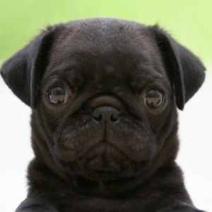 Uroczy Czarny Pies Pug