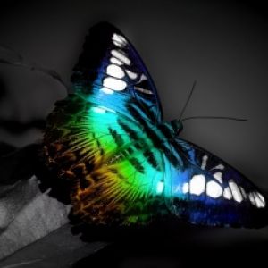 Kolorowy Motyl