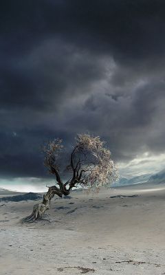 Samotne Drzewo w Pustynnym Krajobrazie - wallpaper preview