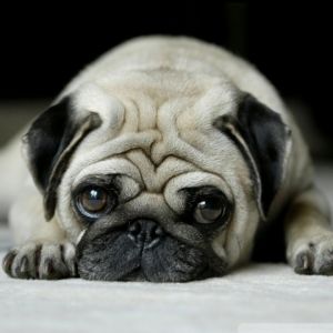 Uroczy Pug