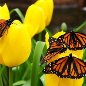Motyle Monarch na Tulipanach