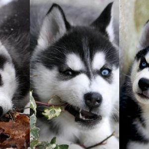 Słodkie szczenięta husky syberyjskiego