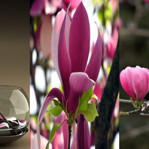Piękne różowe magnolie