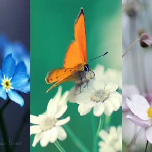 Kolorowe Kwiaty i Motyl