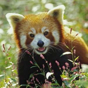 Czerwona Panda w Naturze