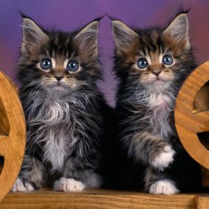Urocze Kocięta Maine Coon