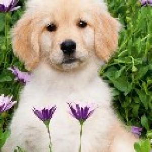 Słodki Szczeniak Golden Retriever