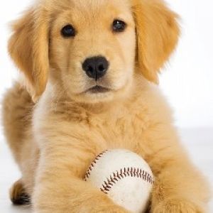 Słodki Szczeniak Golden Retriever
