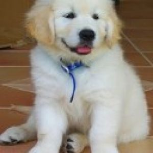 Słodki Szczeniak Golden Retriever