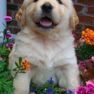 Uroczy Szczeniak Golden Retriever
