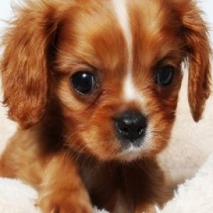 Uroczy Szczeniak Cavalier King Charles Spaniel