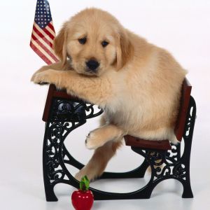 Uroczy Szczeniak Golden Retriever
