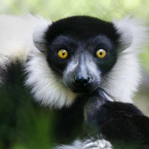 Lemur z Uderzającymi Oczami