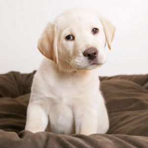 Uroczy Szczeniak Labrador
