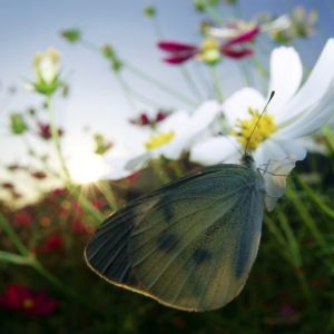 Motyl na Kwiecie