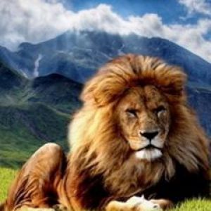 Majestatyczny Lew w Naturze
