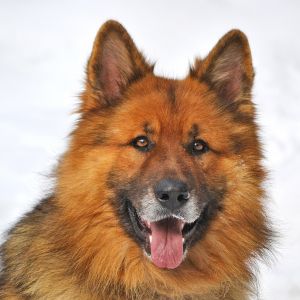 Portret puszystego psa