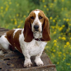 Uroczy Basset Hound w Naturze
