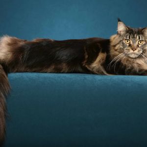 Majestatyczny Kot Maine Coon