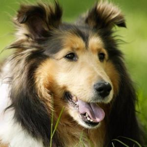 Uroczy Pies Collie
