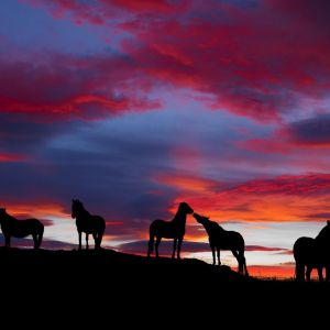 Silhouette Koni przy Zachodzie Słońca