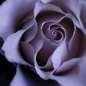 Elegancka Fioletowa Róża