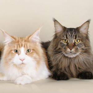 Koty Maine Coon