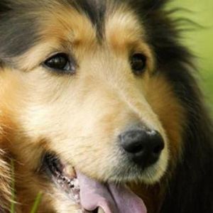 Uroczy Pies Collie