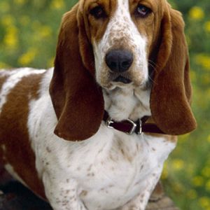 Uroczy Basset Hound