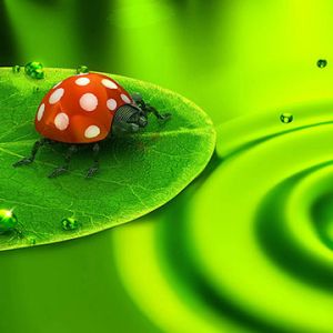Zielona Natura z Biedronką