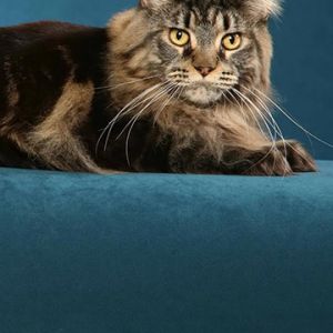 Majestatyczny Kot Maine Coon