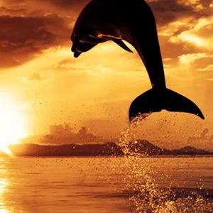 Delfin Skaczący przy Zachodzie Słońca