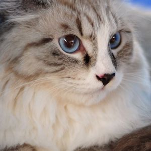 Uroczy Kot Ragdoll