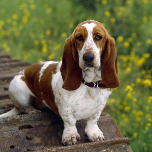 Basset Hound w Naturze