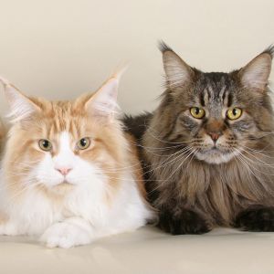 Koty Maine Coon