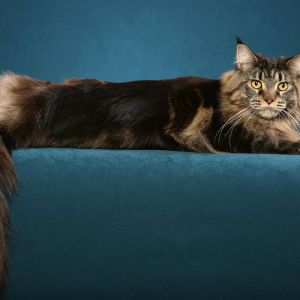 Majestatyczny Kot Maine Coon