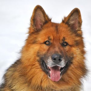 Portret puszystego psa