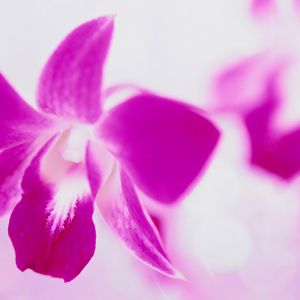 Piękna Różowa Orchidea