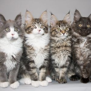Urocze Kocięta Maine Coon