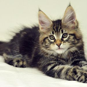 Uroczy Kociak Maine Coon