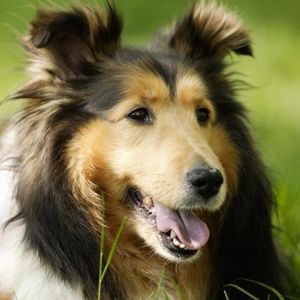 Uroczy Pies Collie