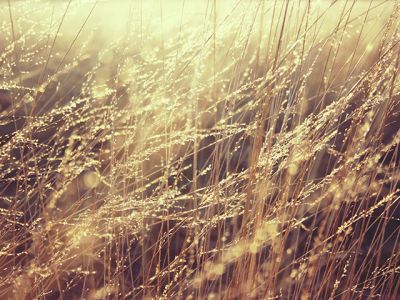 Złote Trawy - wallpaper preview