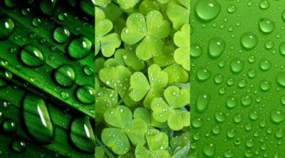 Zielone Wzory Natury - wallpaper preview