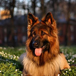 Piękny Owczarek Niemiecki w Naturze