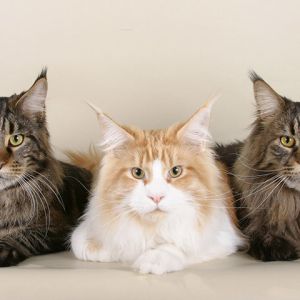 Koty Maine Coon